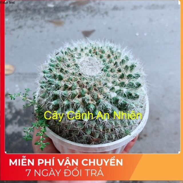 Xương Rồng Bánh Sinh Nhật