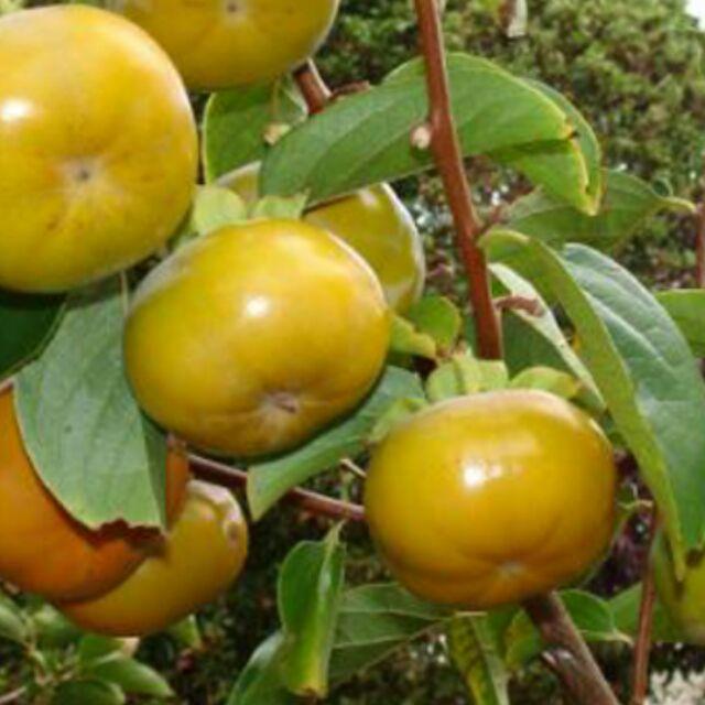 Sản phẩm Cây hồng giòn giống