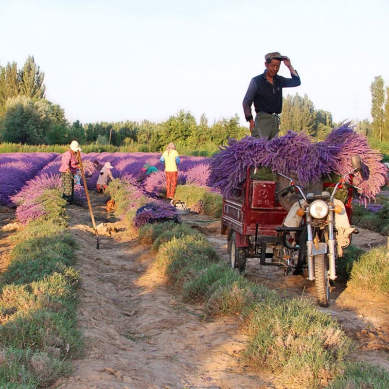 Hình ảnh Bó Hoa Khô Lavender Thơm Dịu 100 Cành Hoa Oải Hương Vintage Trang Trí Décor Nhà Cửa Làm Quà Tặng Kỷ Niệm - HÀNG CHÍNH HÃNG MINIIN