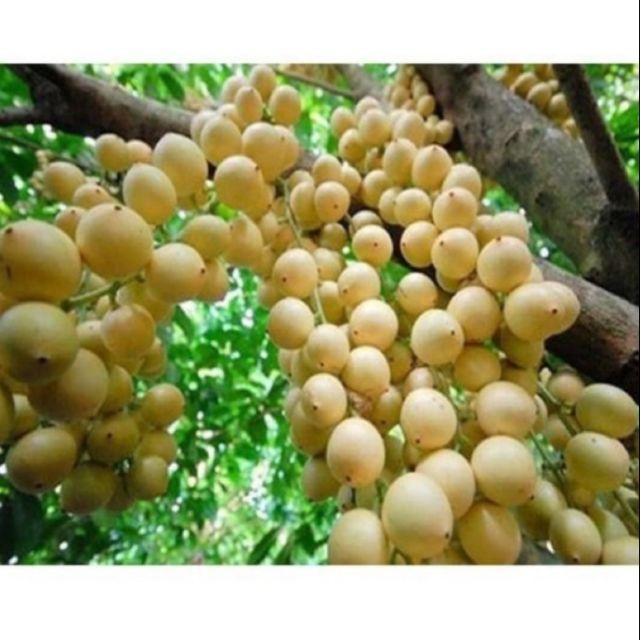 Cây Giống Bòn Bon Thái combo 2 cây
