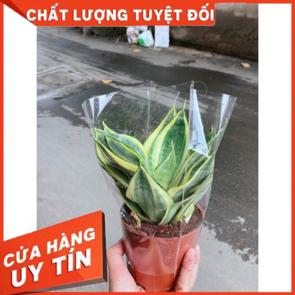 Lưỡi hổ thái kèm chậu sứ Nhiều Người Mua