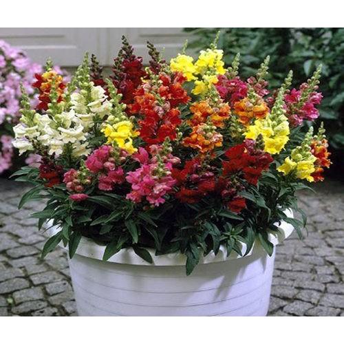 Hạt Giống Hoa Mõm Sói