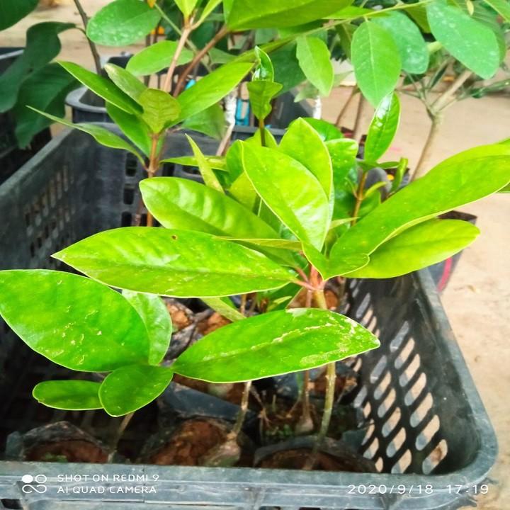 CÂY GIỐNG CÂY QUẢ DỌC CHUA