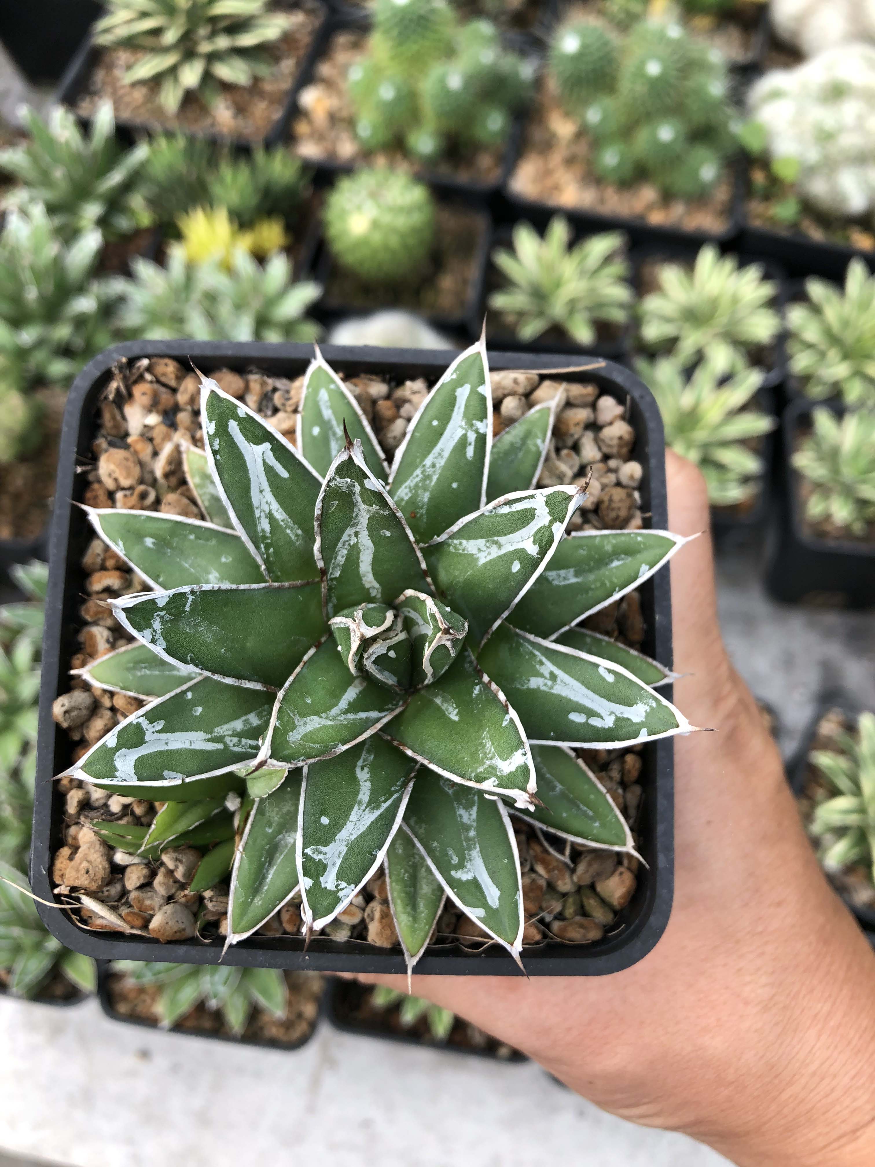 Sen đá (dứa agave victoria)