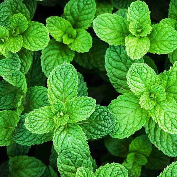 Tinh Dầu Thiên Nhiên Bạc Hà Oilmart Peppermint Essential Oil