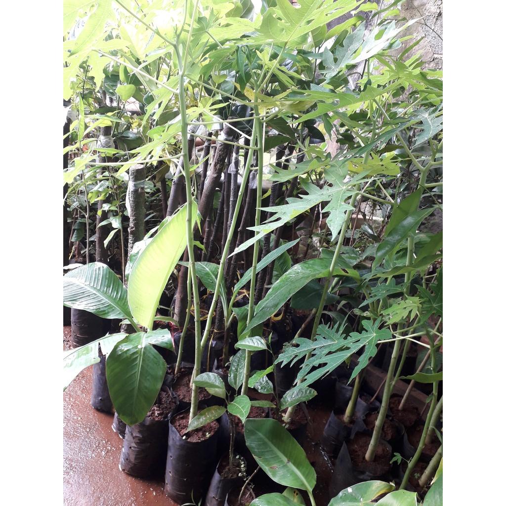 Cây giống Đu Đủ Thái Lan siêu sớm. .