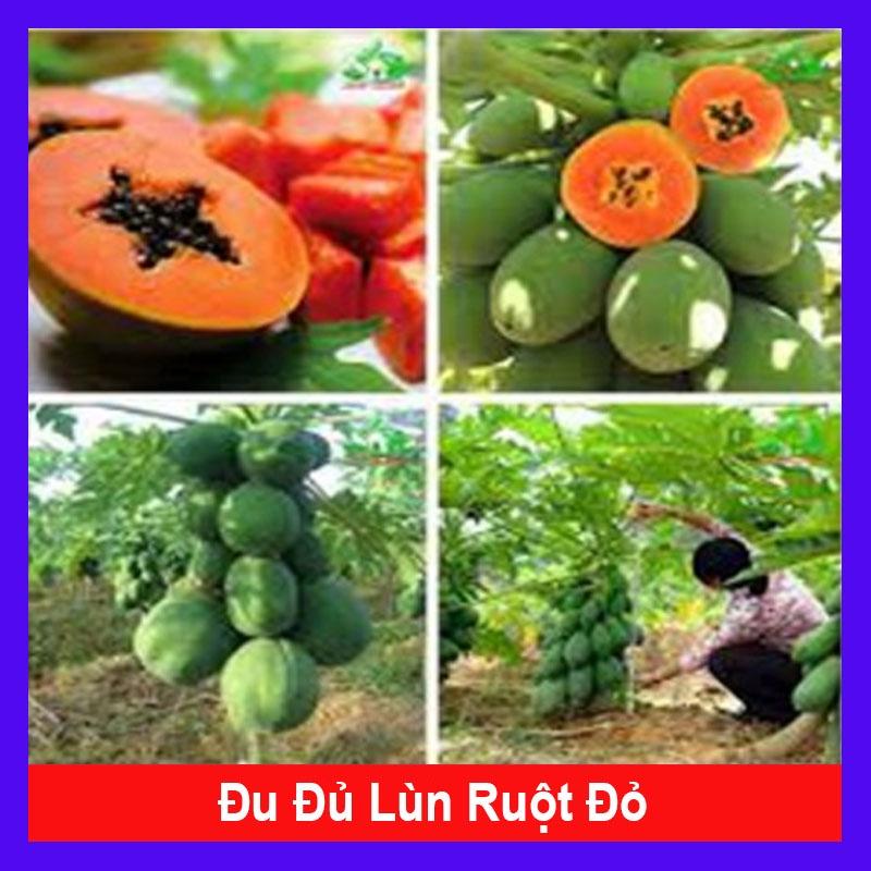 Cây đu đủ lùn - siêu quả, siêu ngọt + tặng phân bón cho cây