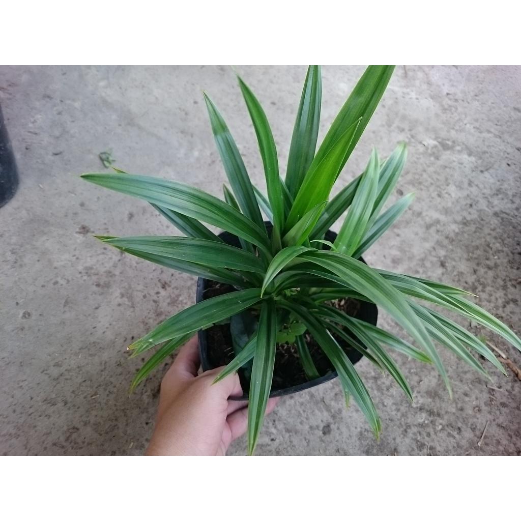 Cây lá dứa - cây cảnh sân vườn + tặng phân bón cho cây