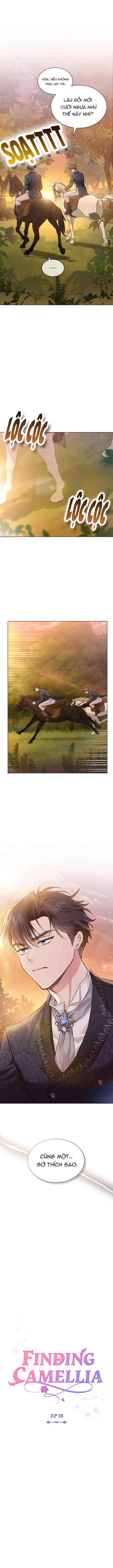 đi tìm nàng camellia chapter 38 4