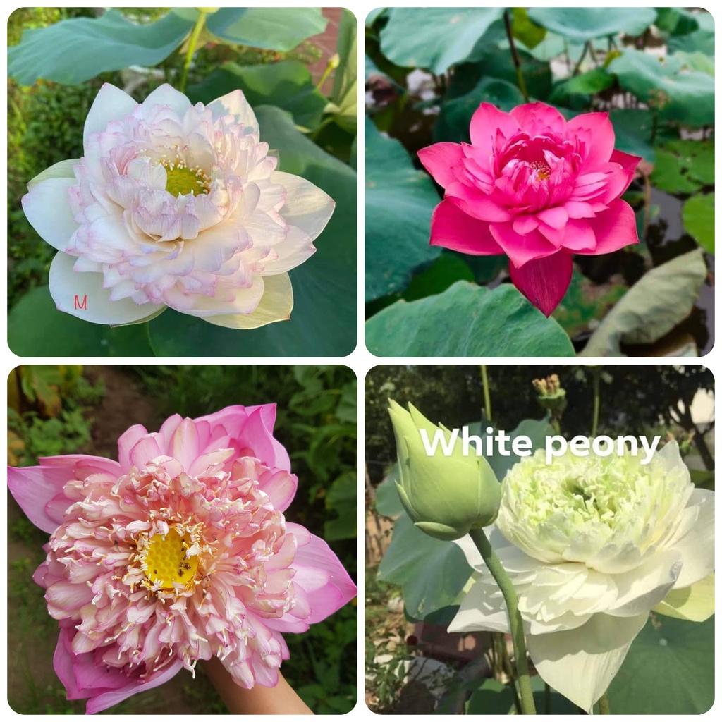 Hạt giống sen lớn