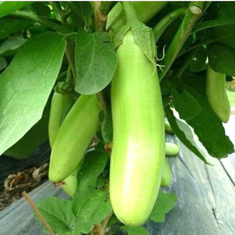 Gói 1gram Hạt Giống Cà phổi Sọc Lem Lai