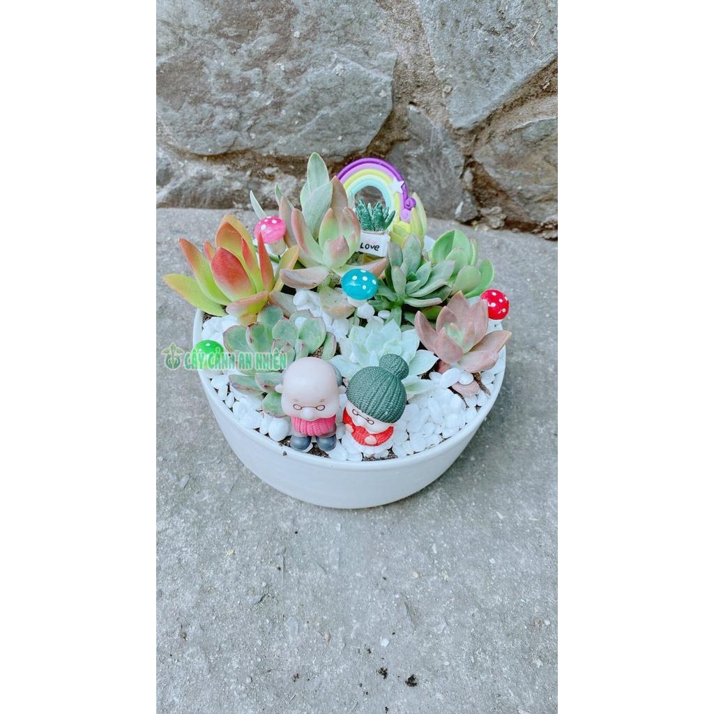 Chậu Cây Tiểu Cảnh mix đẹp