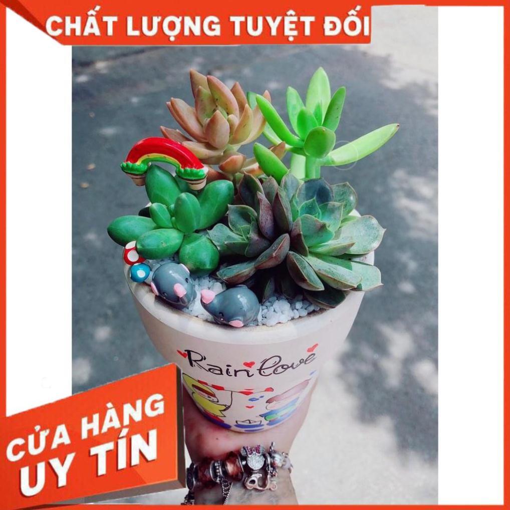 Các mẫu sen đá tiểu cảnh đồng giá 200k Nhiều Người Mua