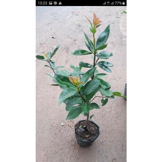 Cây giống cherry brazil cây giống nhập khẩu thế hệ mới đã được thuần chủng phù hợp khí hậu Việt Nam, cây giống khỏe