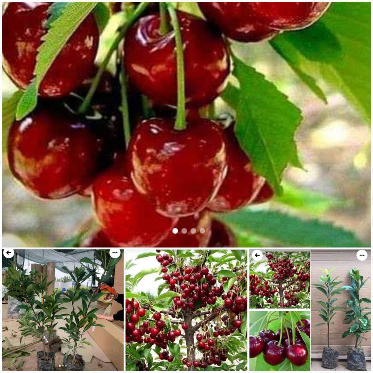 CÂY GIỐNG CHERRY BRAZIL