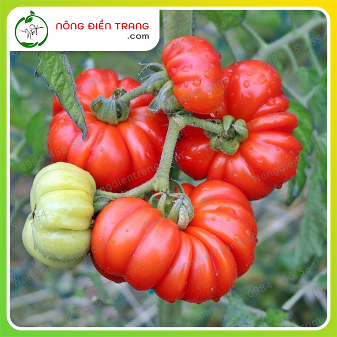 Hạt Giống Cà Chua Cạnh Phú Nông - Gói 0.1g - Cà Chua Múi Quạt Khổng Lồ SInh Trưởng Khỏe, kháng Bệnh Tốt VTNN Nông Điền Trang