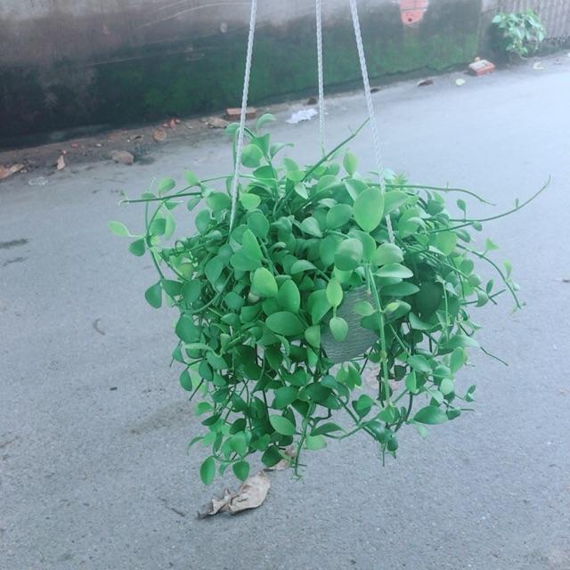Cây Đô La Treo Trang Trí Không Gian Xanh