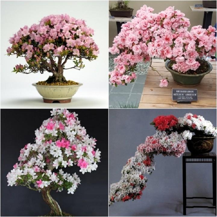 COMBO 5 CÂY GIỐNG HOA ĐỖ QUYÊN NHẬT BẢN NHIỀU MÀU