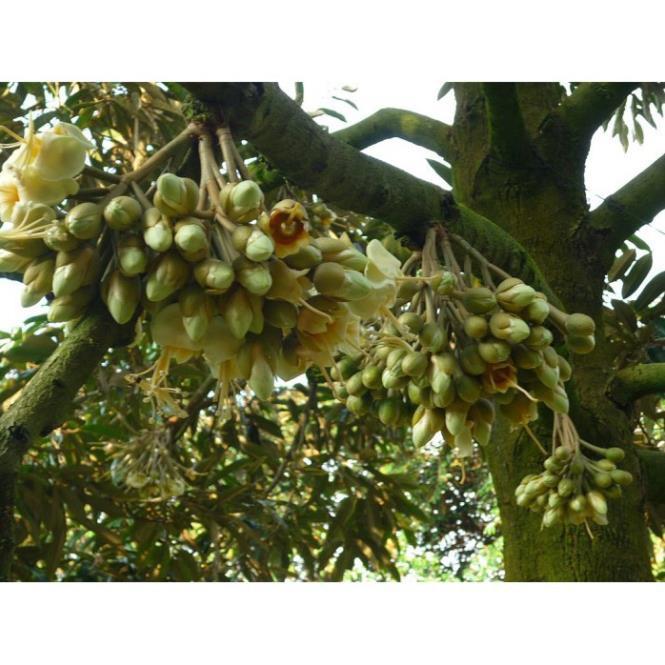 CÂY GIỐNG SẦU RIÊNG RI6, NGỌT ĐẬM, BÉO NGẬY, KHÔNG HẠT, CAM KẾT GIỐNG CHUẨN F1 + Tặng 01 cây dâu da đất