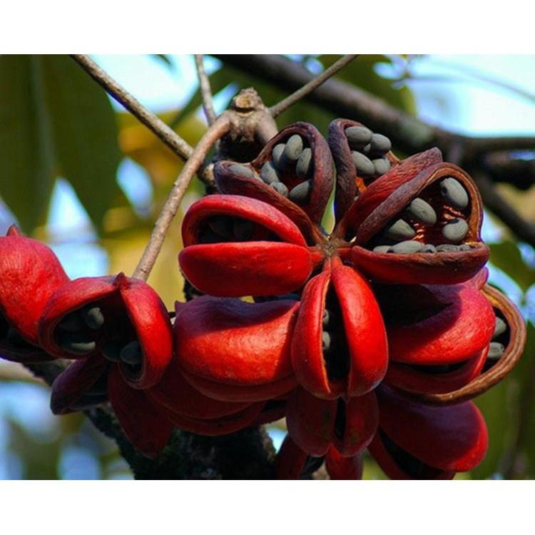1 KG HẠT GIỐNG CÂY MỦ TRÔM