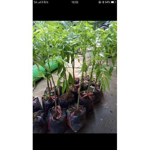 Sản phẩm Cây Ăn Trái cây cóc thái