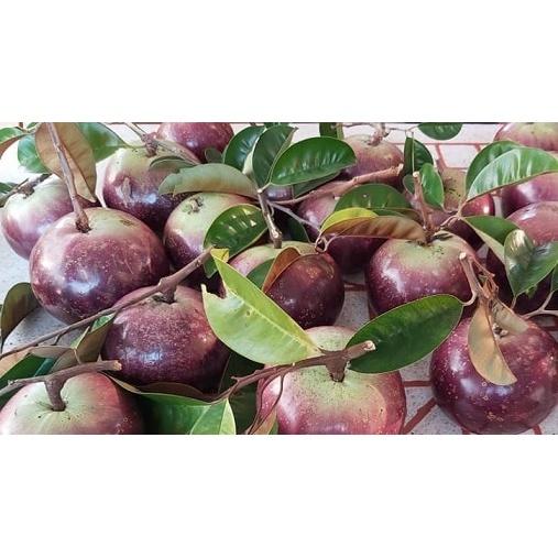 Cây Giống Vú Sữa Mica