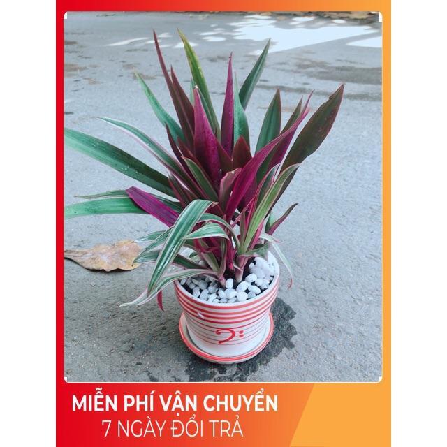 Chậu Cây Bảy Sắc Cầu Vòng