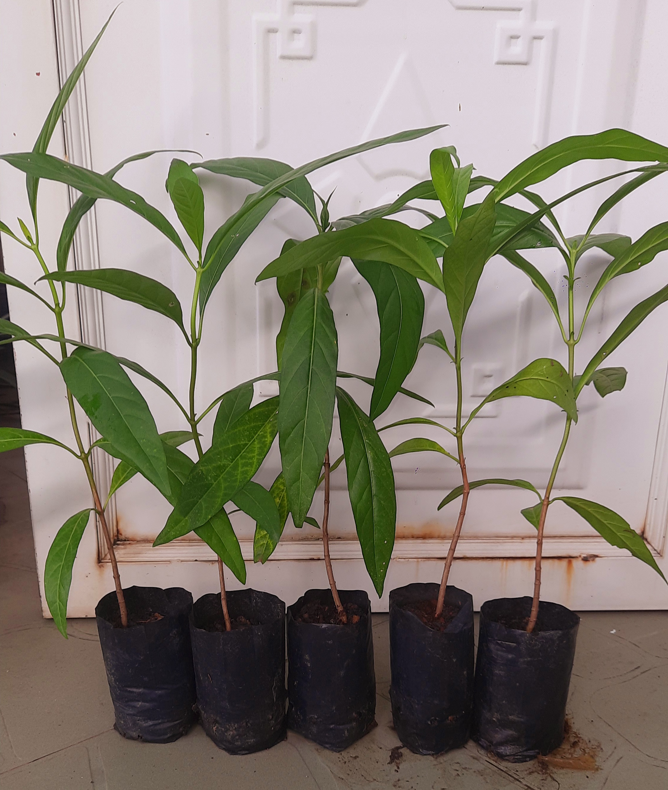 Combo 5 cây nhàu, chiều cao khoảng 25cm