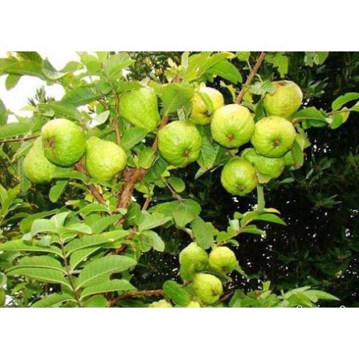 Cây giống ổi nữ hoàng