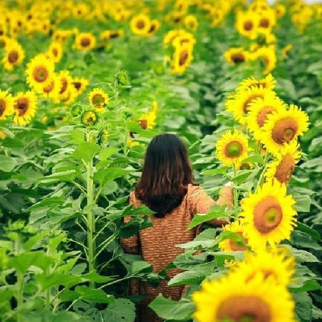 Hạt giống hoa hướng dương cao -1 gói 30 hạt -