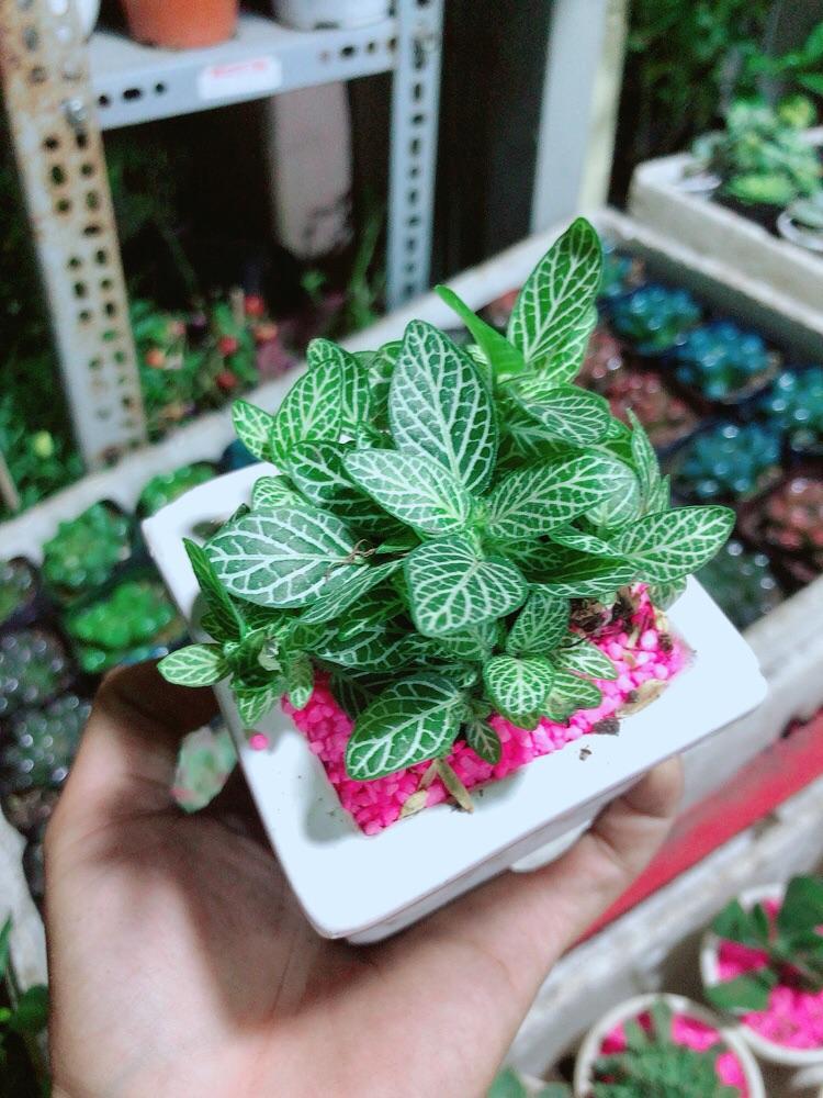 Chậu Cây Lá May Mắn Xanh Nhạt