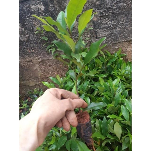 Cây giống hoa Lan Tiêu tím bắc cực thơm - cây giống nhỏ