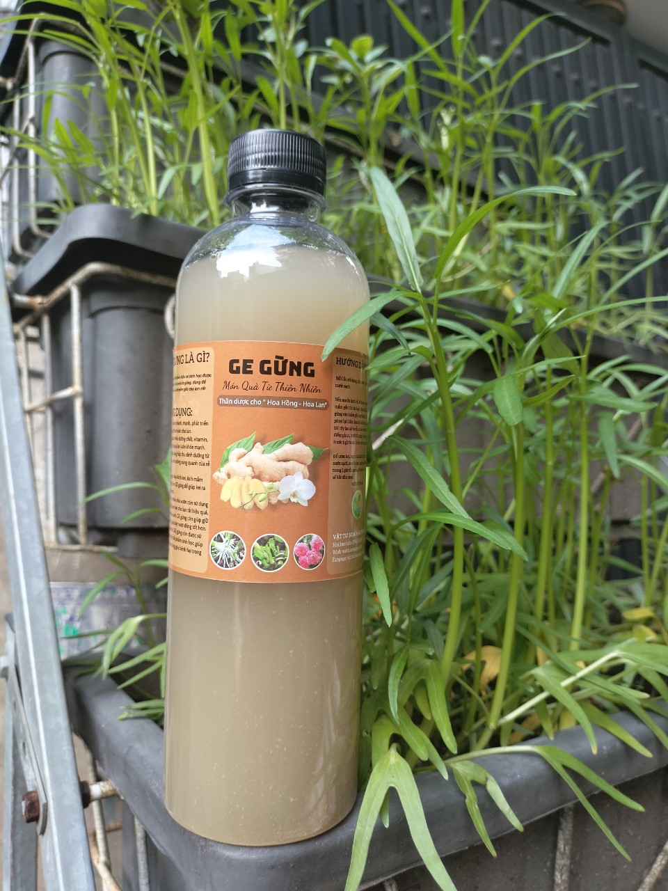 GE Gừng - chai 500ml - Phân bón hữu cơ, kích kie, kích mầm, kích rễ.