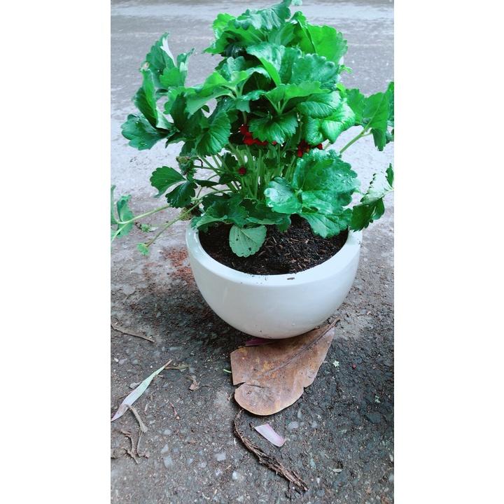 Chậu Cây Dâu Tây