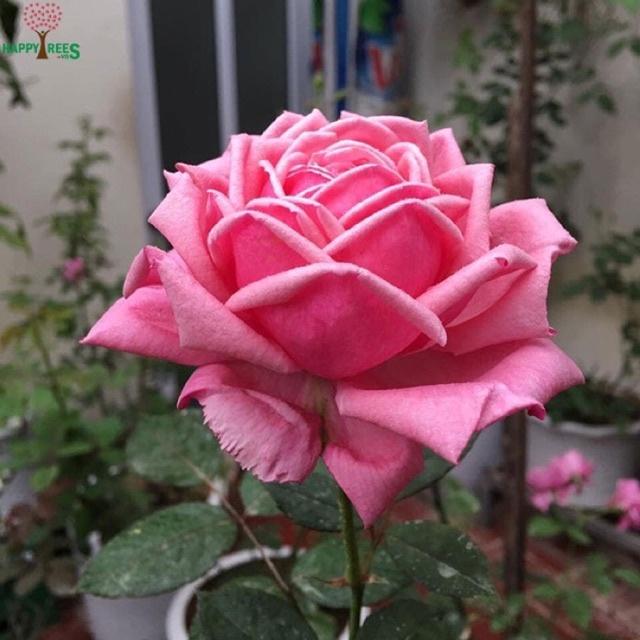 Hoa hồng ngoại Yua Rose - hồng bụi cao, hoa thơm