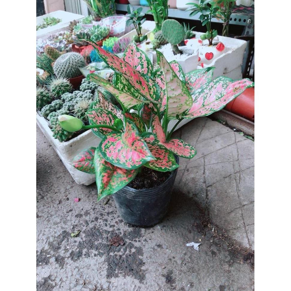 Chậu Cây Hoa Vạn Lộc Bán Chạy