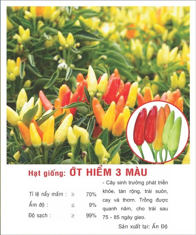 Hạt giống Ớt hiểm ba màu VTP149