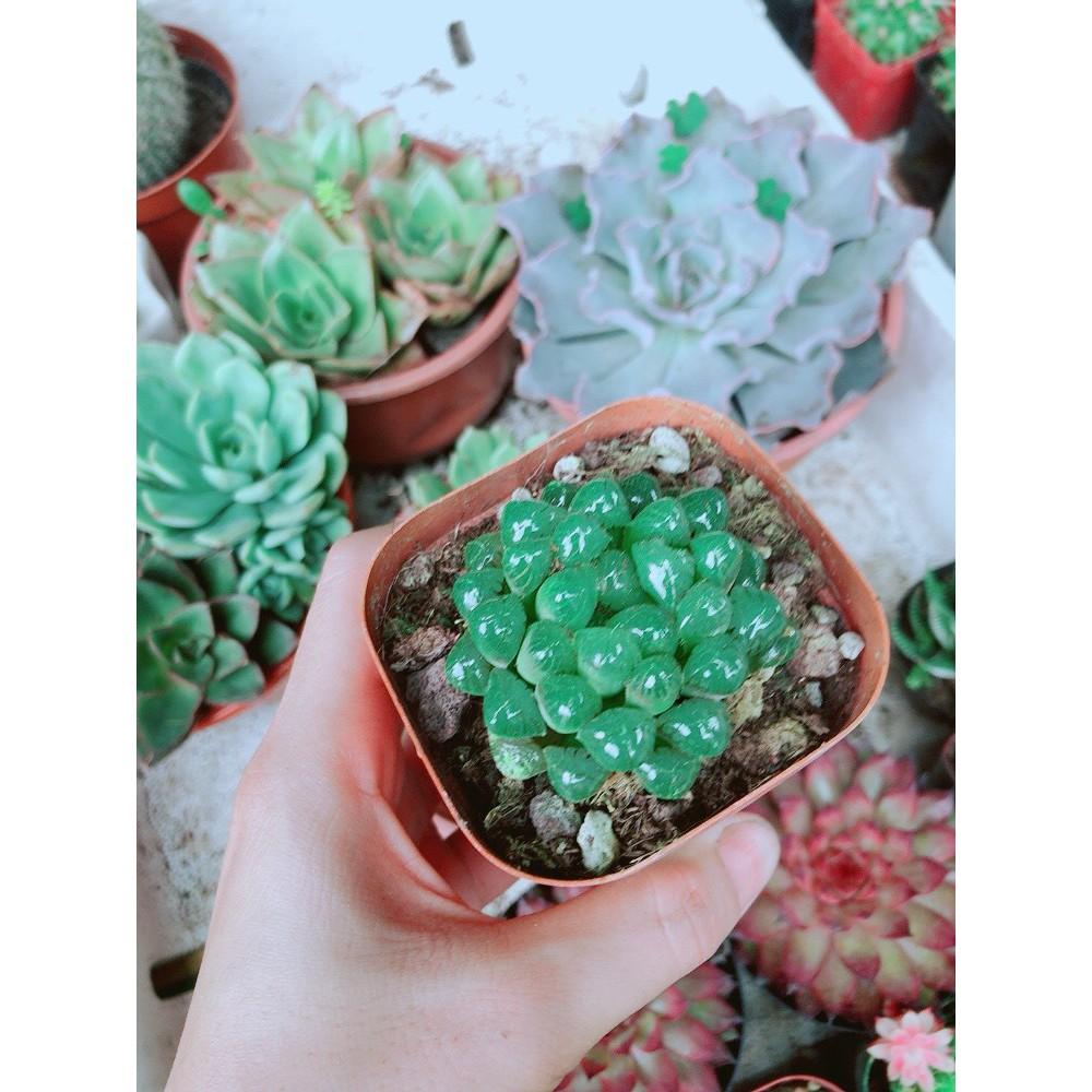 Chậu kim cương xanh lá