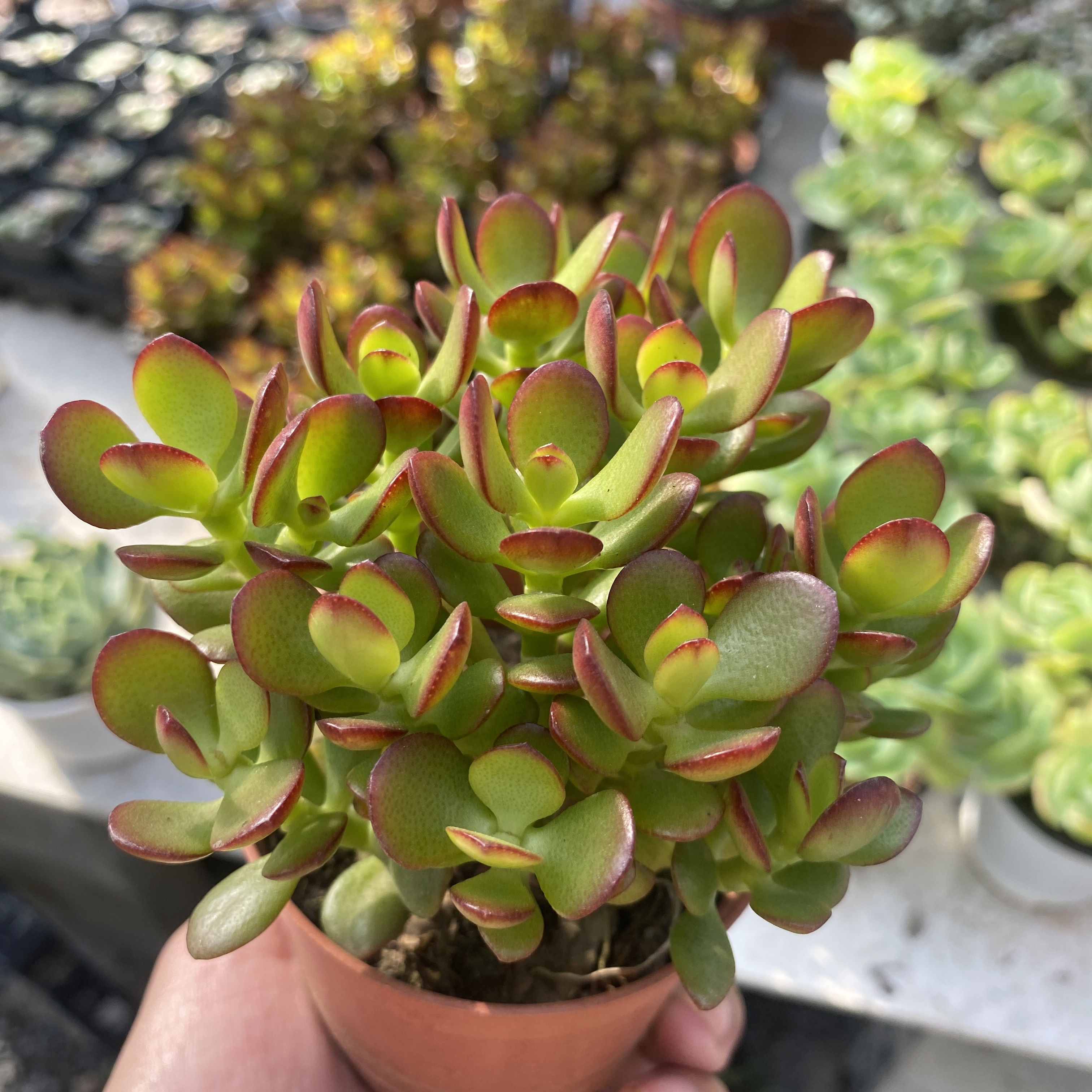 Sen đá Cánh Bướm kèm chậu-18cm