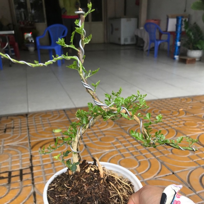 Cây cần thăng kiểng