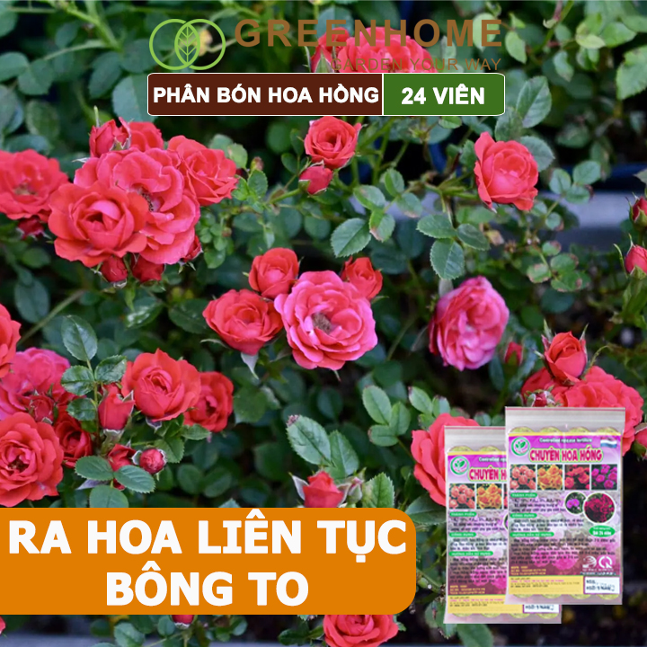 Phân Bón Hoa Hồng Greenhome, Gói 24 Viên, Giúp Cây Đâm Chồi, Thân Mập, Nhiều Nụ, Hoa To, Thắm Màu, Lâu Tàn