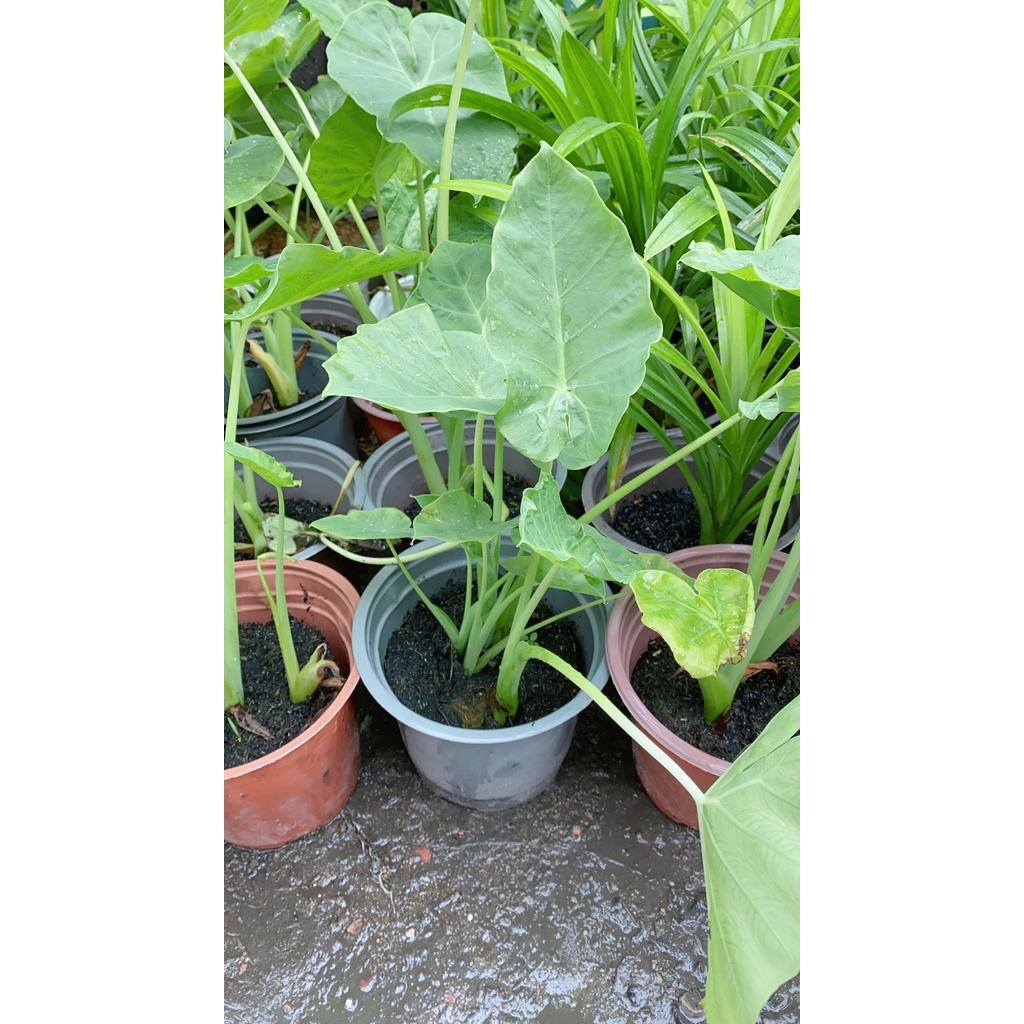 Bạc Hà Nấu Canh