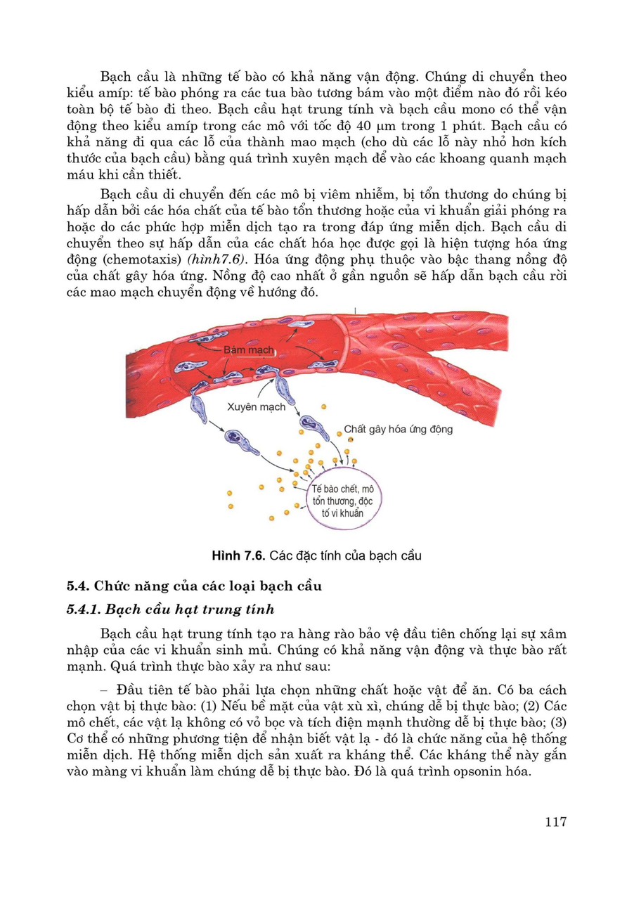 Sinh Lý Học (Sách đào tạo bác sĩ đa khoa) (Xuất bản lần thứ 6 có sửa chữa, bổ sung)