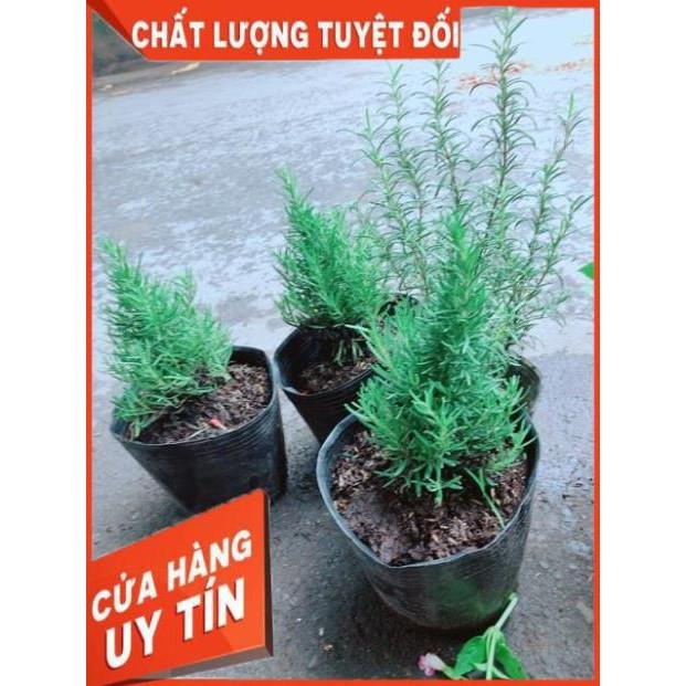 Cây Hương Thảo