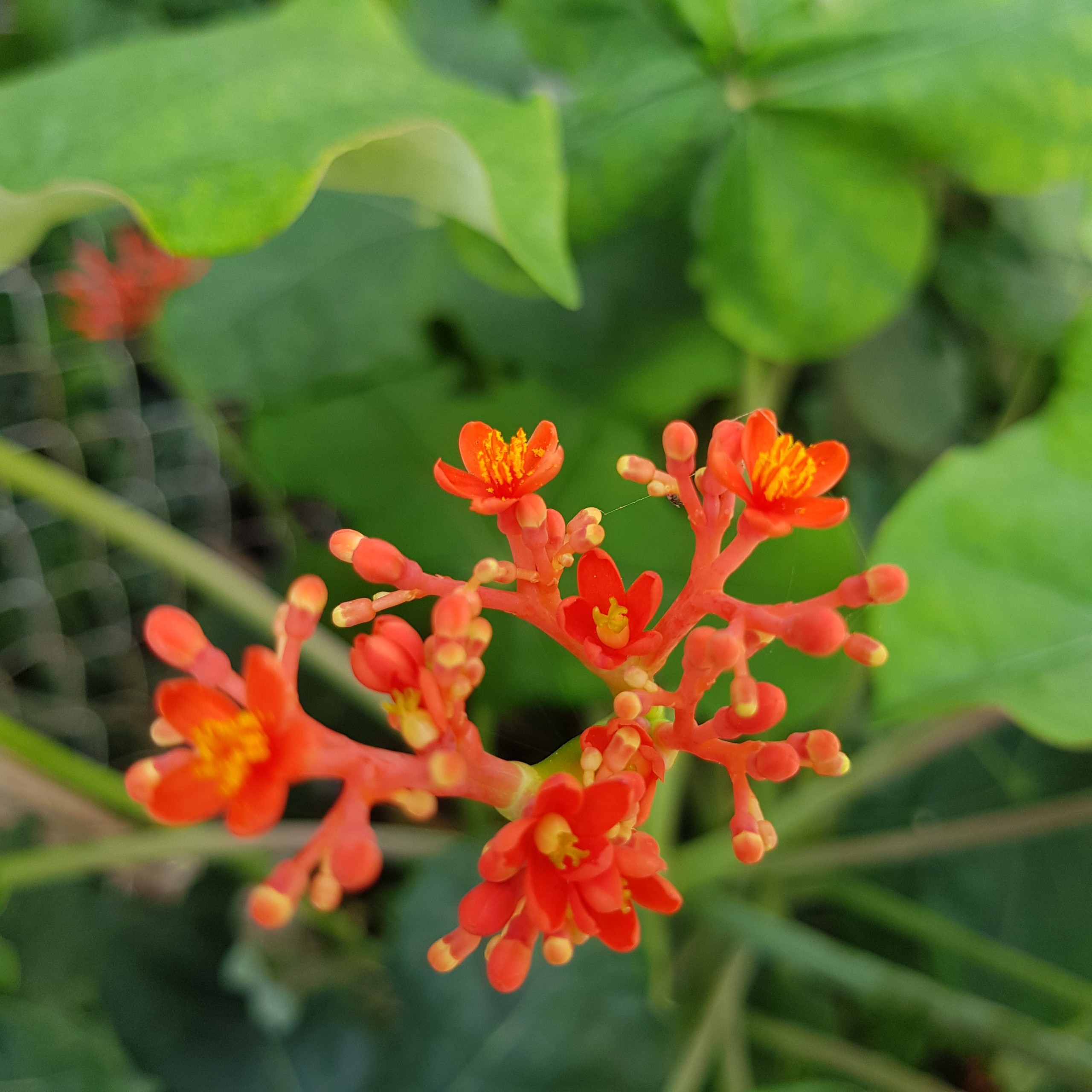 Cây giống ngô đồng (sen tàu) Atropha podagrica Hook Mầm Xinh