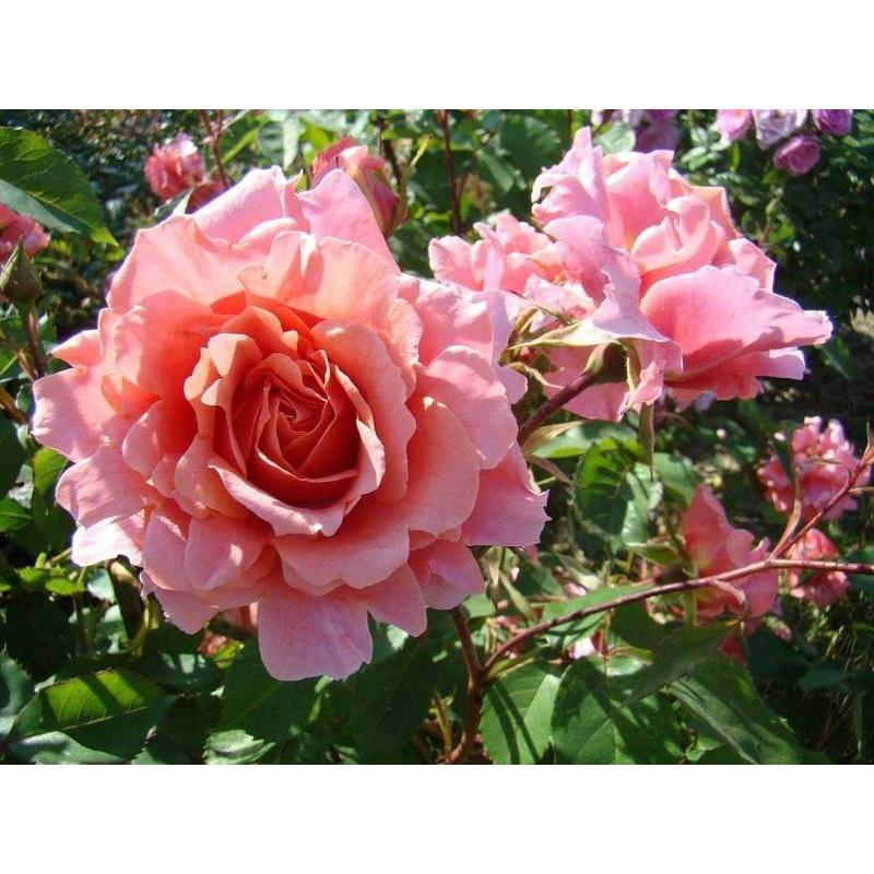 Alibaba Rose - hoa hồng leo nguyên bản nhập ngoại