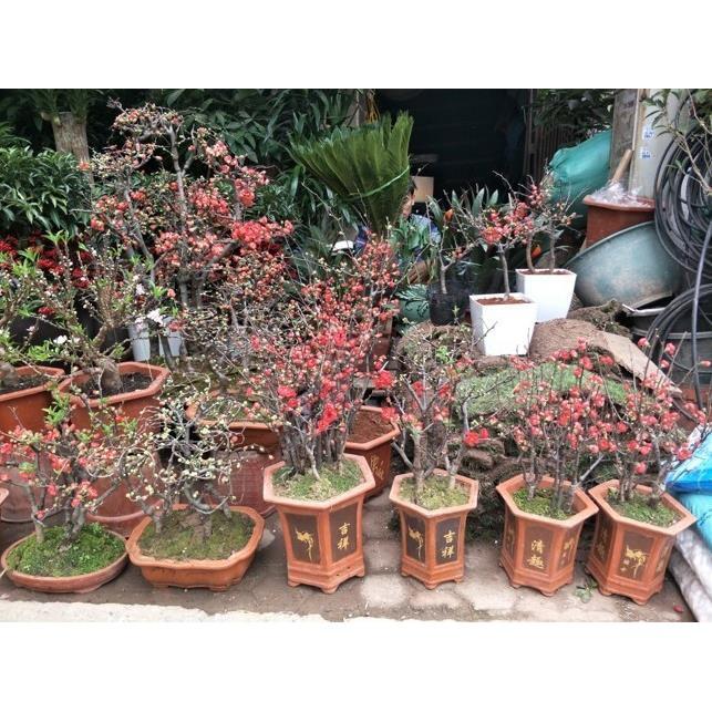 Mai Đỏ bonsai TỨ QUÝ CHẬU HOA QUANH NĂM SIÊU ĐẸP