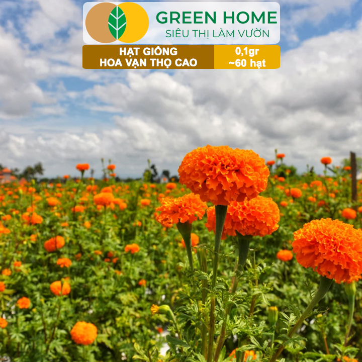 Hạt Giống Hoa Vạn Thọ Cao Nhiều Màu GreenHome, Gói 0,1g~60 hạt, Dễ Trồng Quanh Năm, Hoa To H20