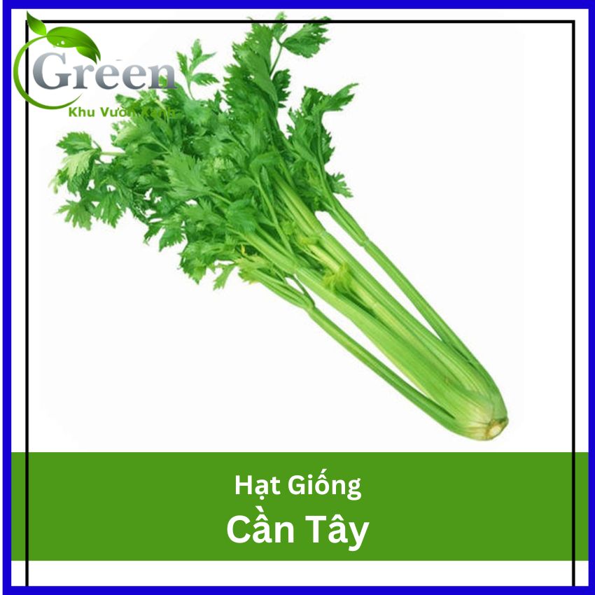 Hạt Giống Cần Tây Thera Chịu Nhiệt, Thơm Ngon (KVX.005)