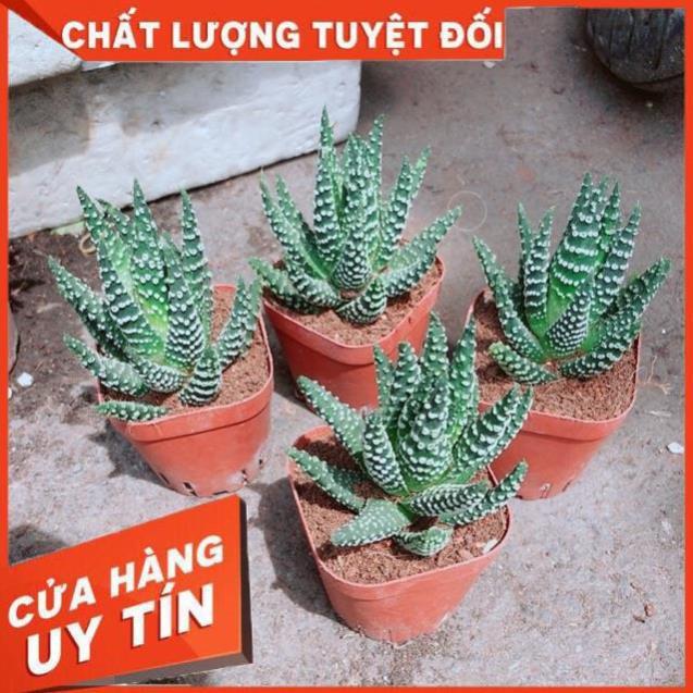 Xương Rồng Móng Rồng